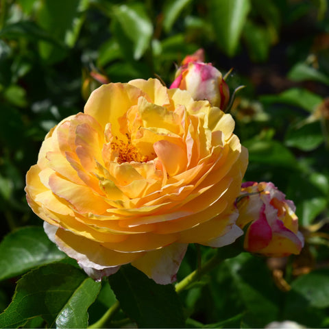 Belle De Jour rose bloom, golden yellow petals with layered ruffles and green leaves