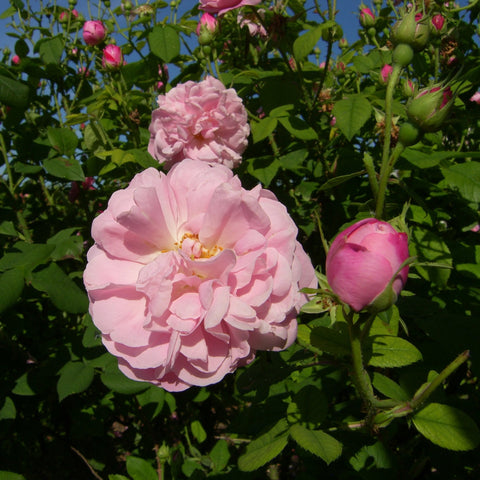 Bare root rose with pale pink double flowers and a pink rose bud