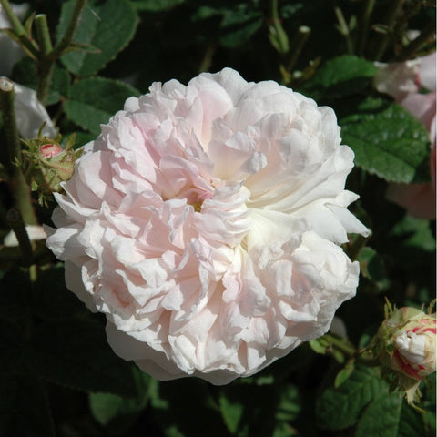 Bare root rose bloom with white to very pale cream, ruffled double petals