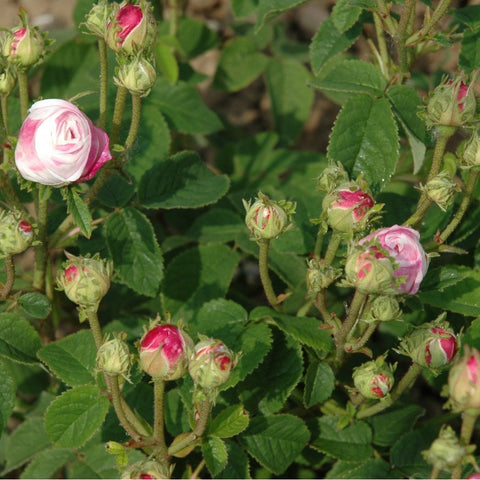 Bare root rose stems with green buds and pink-red opening tips