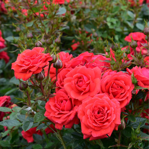 Multiple red roses with green leaves and tight buds on a rose plant
