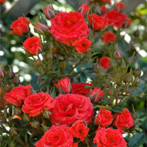 Red roses and flower buds with green foliage on a rose plant