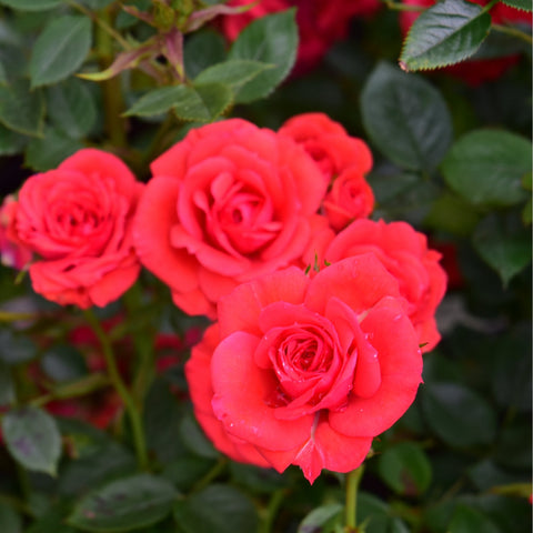 Three red roses with green leaves and surrounding flower buds on a rose plant