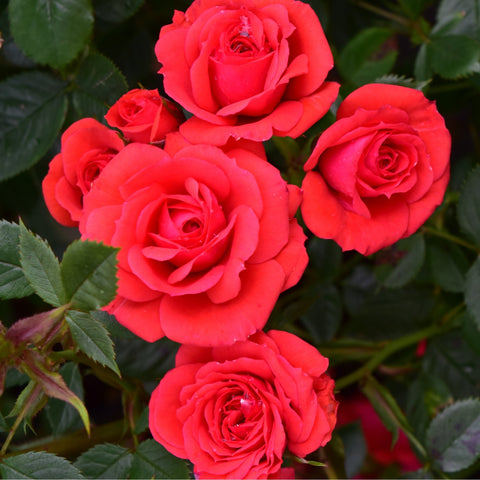 Red rose bunch with multiple blooms, green leaves, and small buds