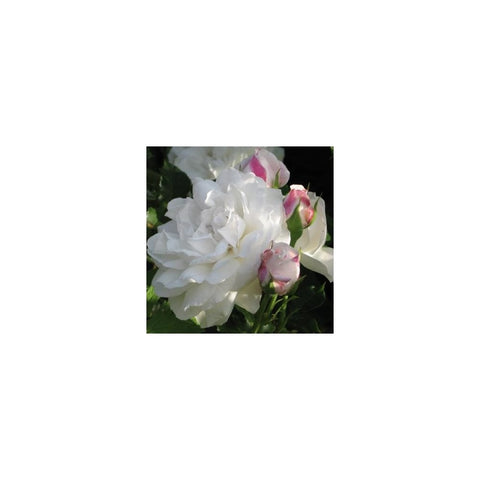Cluster of white rose blooms with pink buds and green leaves