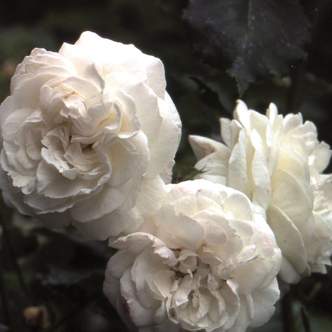 Two white rose blooms with ruffled petals and green leaves