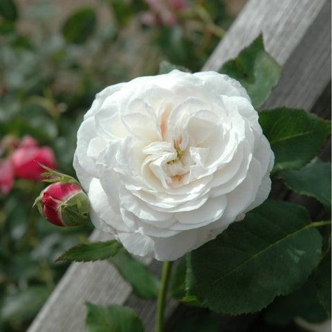 White rose bloom with green leaves and pink buds near the plant stem