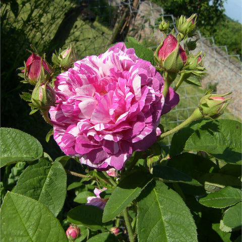 Pink rose bloom with white streaks, with unopened buds and dark green leaves.