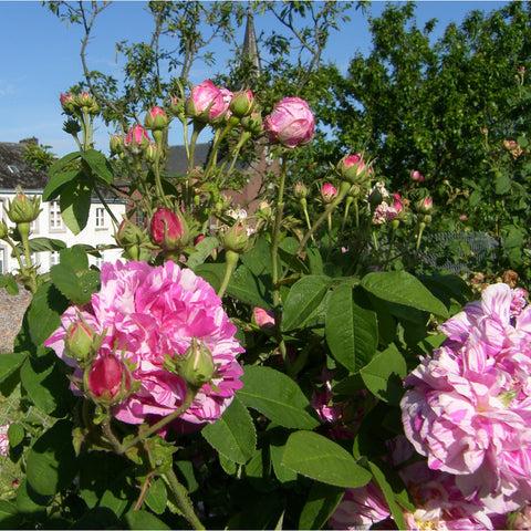 Rose plant with multiple pink and white blooms and buds among green leaves.