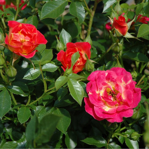 Red and pink rose flowers with yellow centers on green stems; buds and leaves present.
