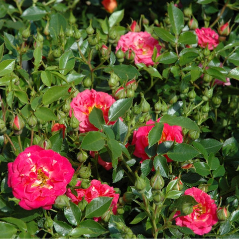 Pink rose blossoms with yellow centers among green leaves and tight flower buds.