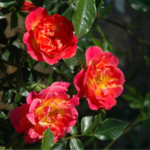 Red-orange rose blossoms with yellow centers and glossy green leaves; three flowers visible.
