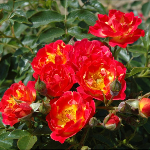 Red rose cluster with yellow centers, plus green leaves and rounded unopened buds.