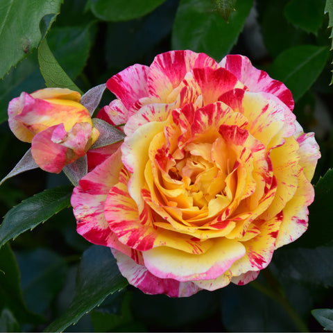 Rose flower with pink petals and yellow centers, surrounded by green leaves.