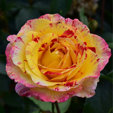 Yellow rose with pink speckles and striped petals, close-up on green foliage.