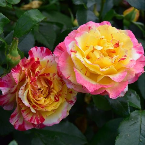 Two rose blooms—yellow with pink edges and a second striped flower—among green leaves.