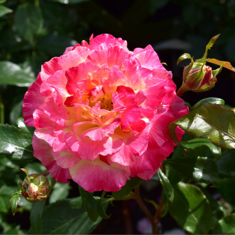 Bright pink rose bloom with buds and glossy green leaves on a branching stem.