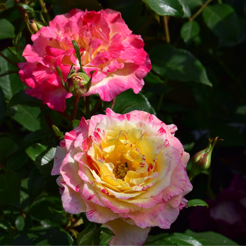 Two-toned roses: red-pink bloom above and yellow-pink bloom below with green foliage.
