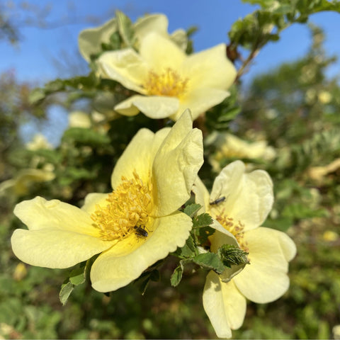 Canary-yellow rose blossoms on a leafy shrub with dark green foliage