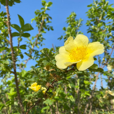 Single canary-yellow rose flower with buds on a green leafy branch