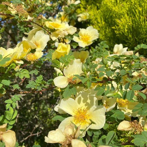 Canary-yellow rose blooms and buds on a green branch