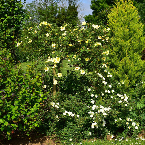 Canary-yellow rose shrub with many small blooms and green foliage