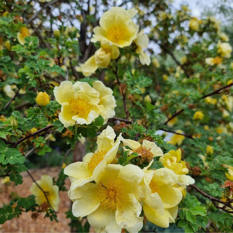 Yellow rose blossoms on branching stems with overlapping green leaves