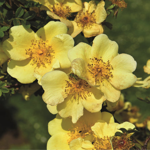Canary-yellow rose blossoms with yellow, speckled centers and surrounding leaves