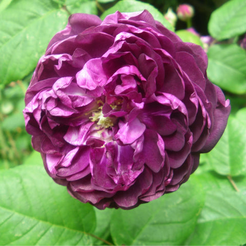 Deep magenta rose bloom with layered petals and yellow center, surrounded by green leaves