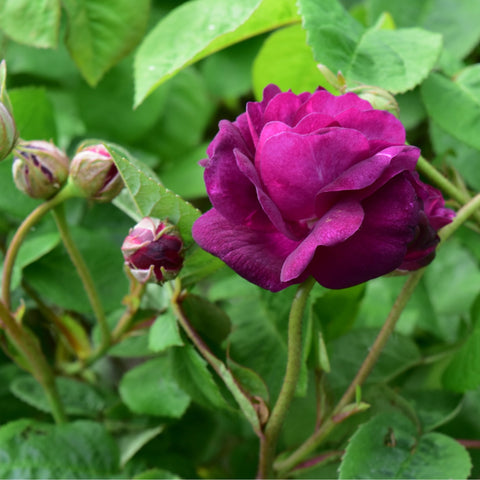 Magenta rose flower on green stems with several closed buds and leaves