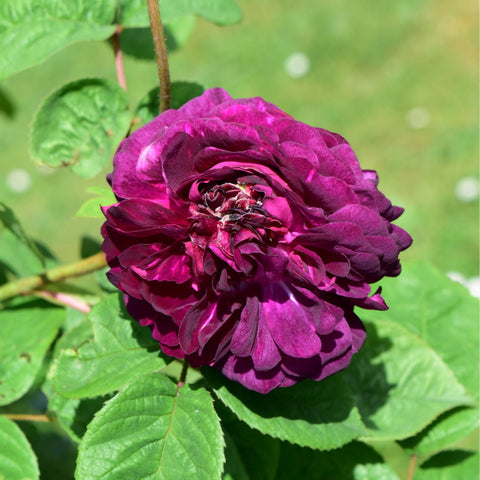 Ruffled dark magenta rose bloom with bright highlights and green leaf cluster