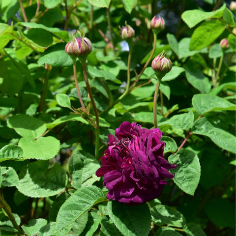 Purple rose bud clusters on green stems with fresh leaves