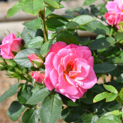 Pink rose blooms with leafy stems and green serrated leaves