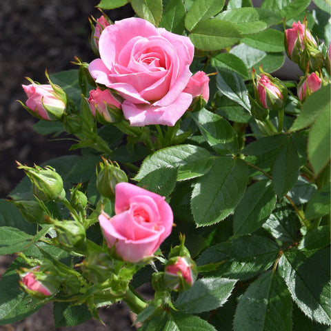 Pink roses and buds on a green leafy rose shrub