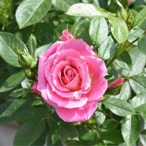 Pink rose bush with a single double bloom and surrounding green leaves