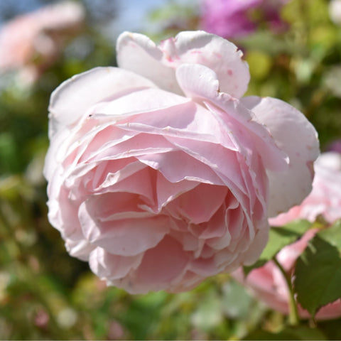 Caroline's Heart rose bloom, soft pink and white layered petals