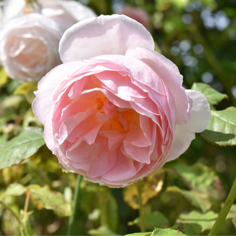 Caroline's Heart rose bloom, pink-and-white ruffles with bright peach center