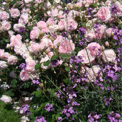 Caroline's Heart rose garden planting, pale pink blooms amid purple groundcover