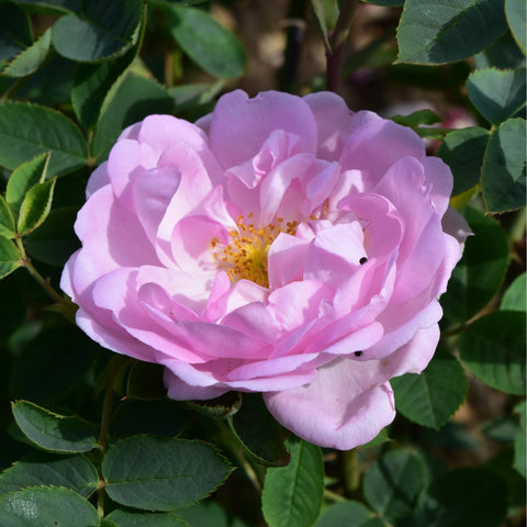 Lavender-pink rose bloom with layered petals and yellow center
