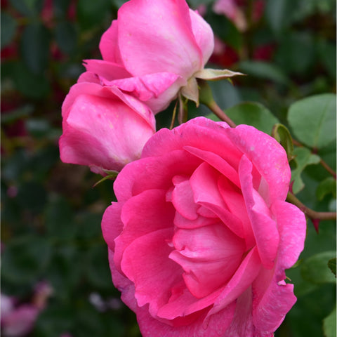 Pink rose blossoms on stems with buds and surrounding green leaves