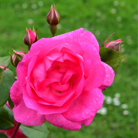 Single bright pink rose bloom with unopened buds and green leaves
