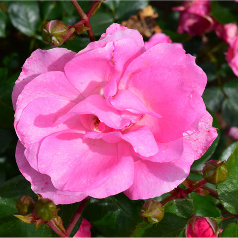 Pale pink rose flower with layered petals and green leaves