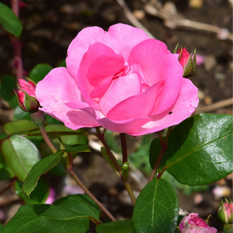 Pink rose bloom on stems with glossy green leaves and surrounding buds