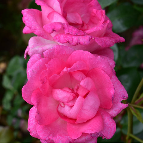 Two pink rose blooms with dense petal layers and green foliage