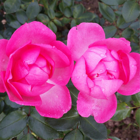 Pair of bright pink rose flowers with glossy green leaves