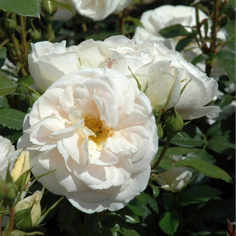 Cream rose flowers with golden center and green foliage, close-up view