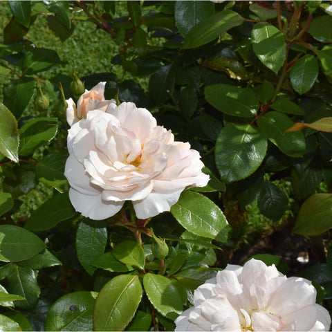 White rose flower with layered petals and surrounding green leaves