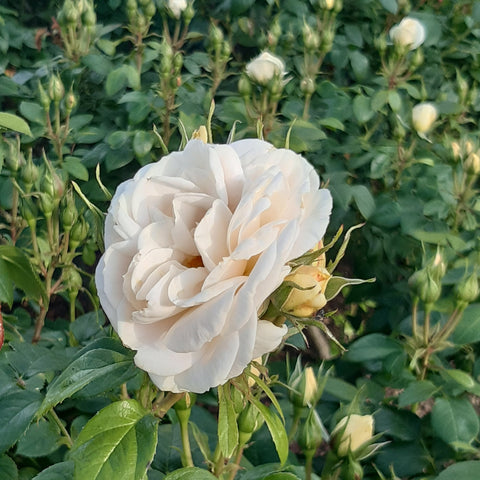 Pale cream rose bloom with ruffled petals and green leaves on the plant