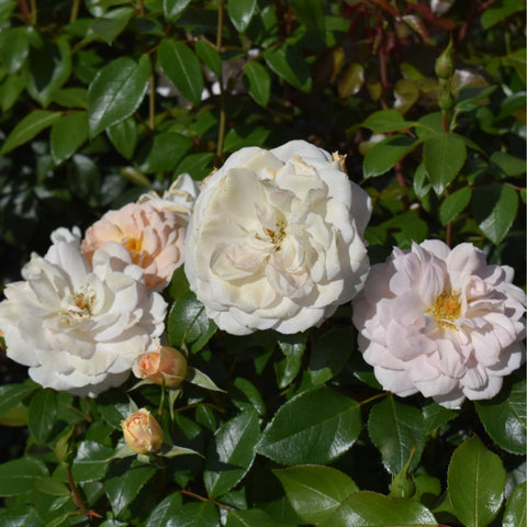 Cluster of cream and blush rose blooms with green leaves and buds