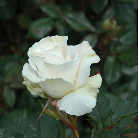 Cream-white single rose flower with ruffled petals and green leaves